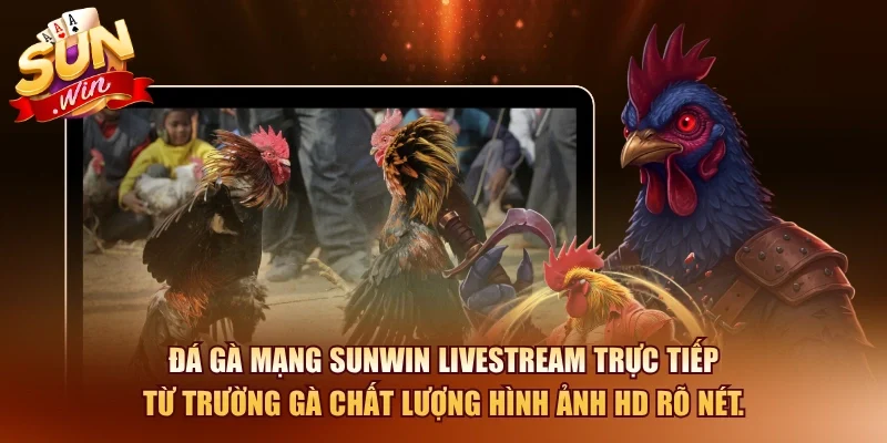 Bí Quyết Xem Đá Gà Mạng Và Cách Cược Hiệu Quả 2026 10 Sunwin Đá gà mạng SUNWIN livestream trực tiếp từ trường gà chất lượng hình ảnh HD rõ nét.