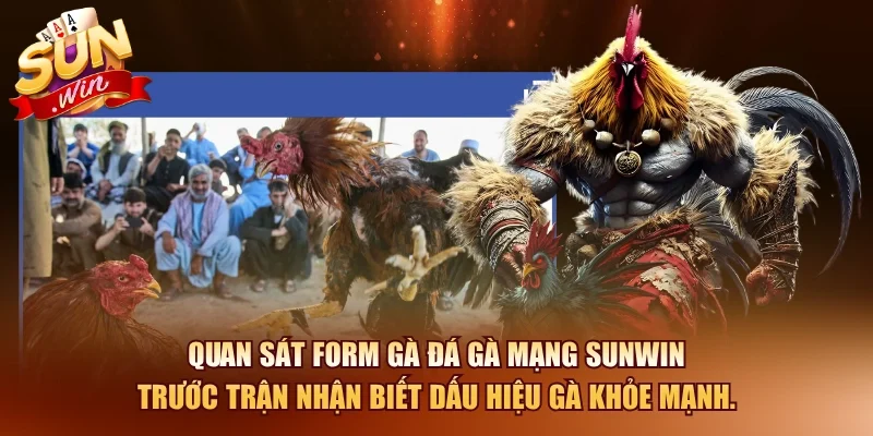 Bí Quyết Xem Đá Gà Mạng Và Cách Cược Hiệu Quả 2026 11 Sunwin Quan sát form gà đá gà mạng SUNWIN trước trận nhận biết dấu hiệu gà khỏe mạnh.